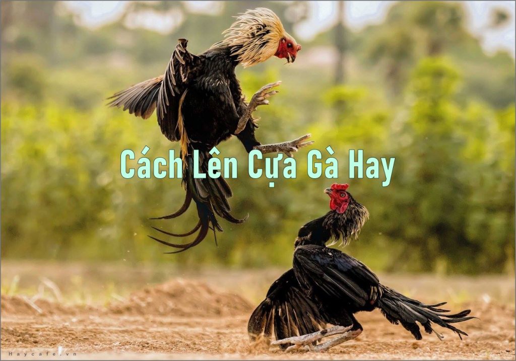 Cách Lên Cựa Gà Hay